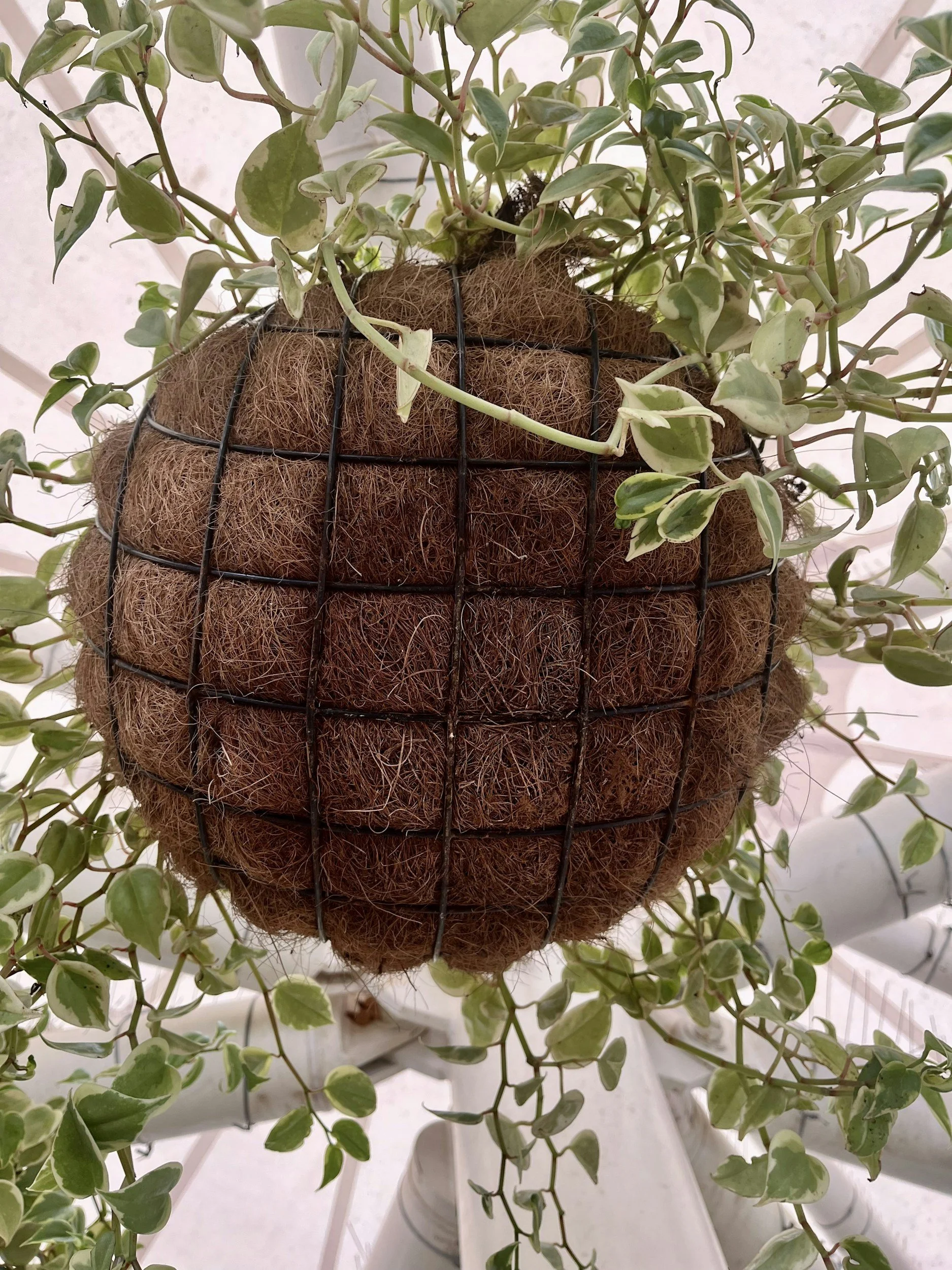 https://www.thewormfarmportland.com/store/organic-coco-coir-mix
