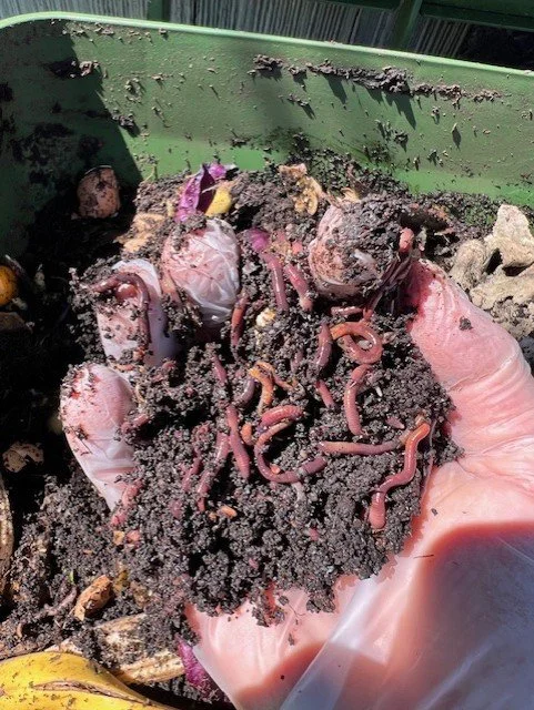Red Wigglers