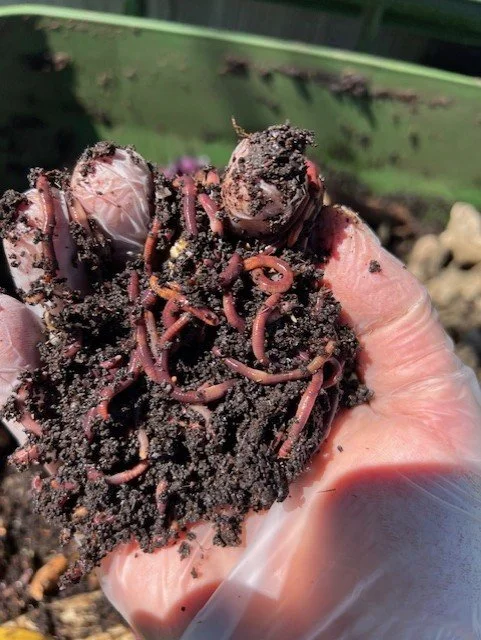 worms3.jpg