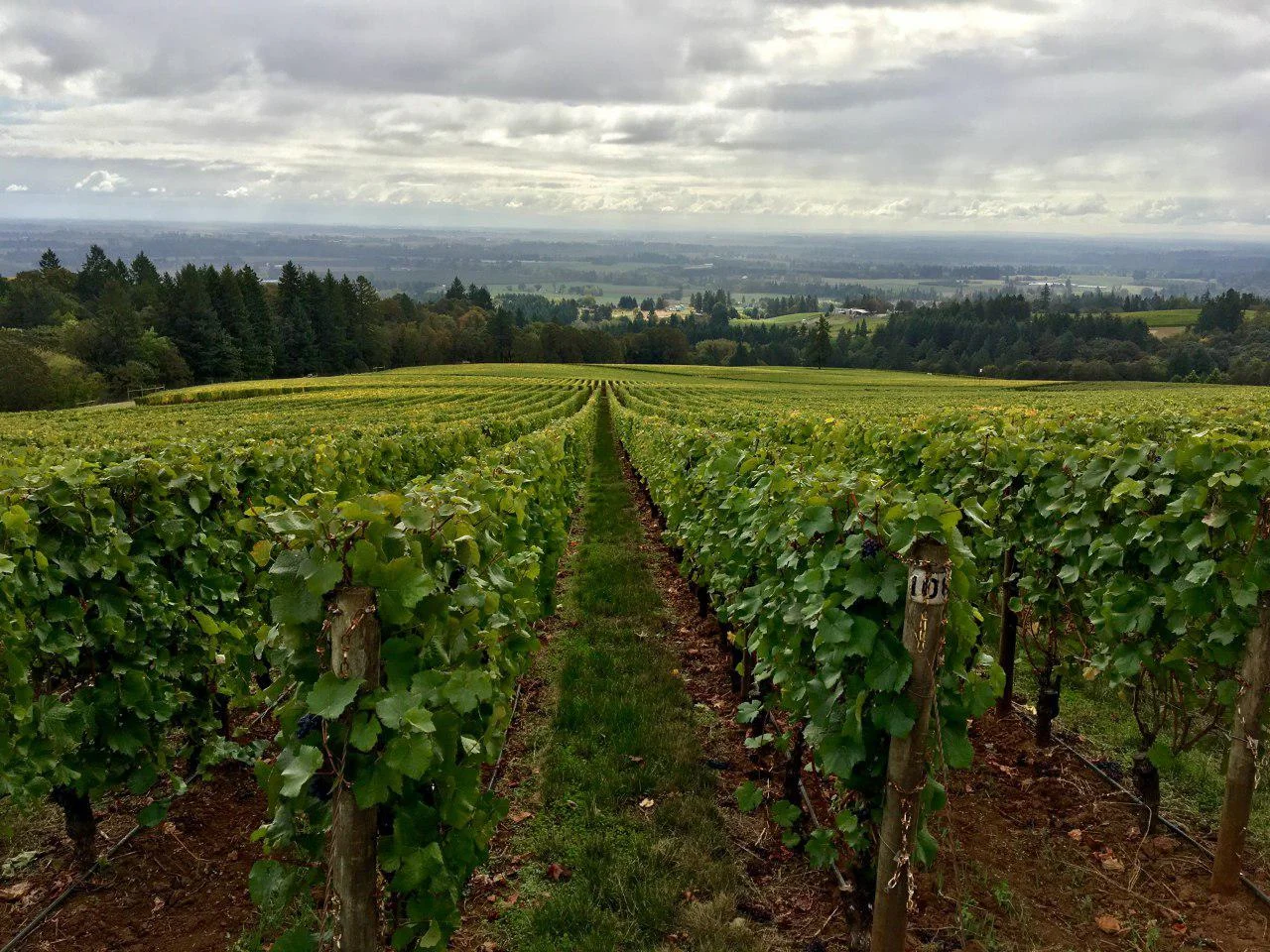 Portland Oregon Winery & Wine Tasting Tours