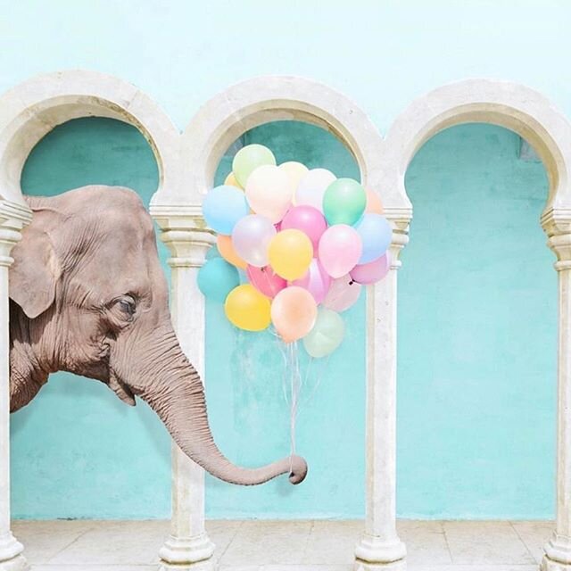 We love Monday mornings and the awareness that we have limitless opportunities to lift children's rights... from words to a more joyful and beautiful reality 🐘🌈🌎 🎈
.
.
#happiness #childrensrights #create #limitless #possibilities #elephant #beaut