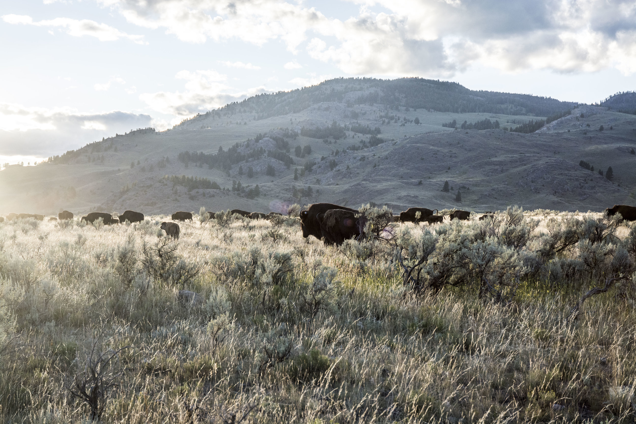 Yellowstone NP, USA. 2015