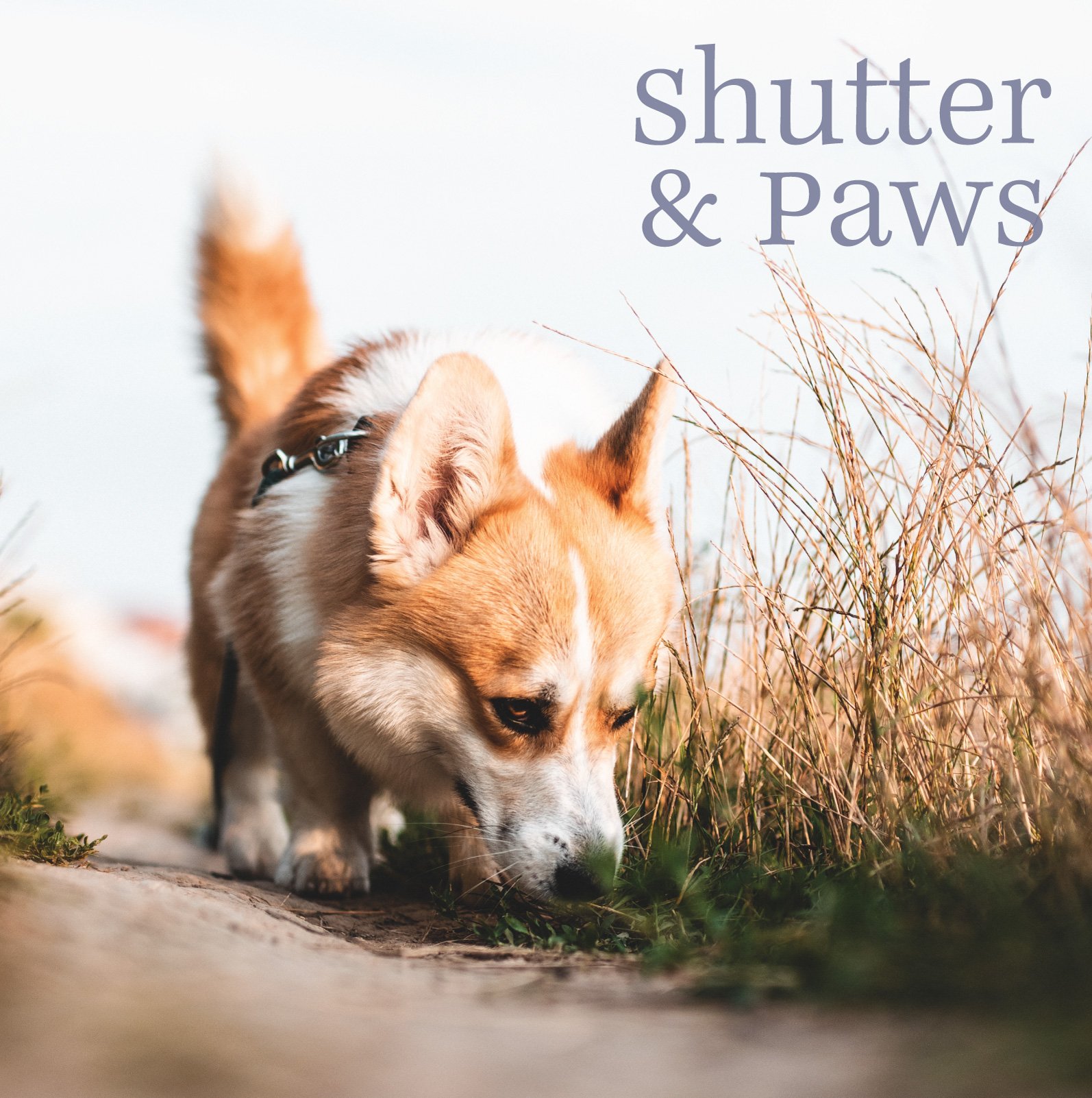 Shutter-&-Paws-21.jpg
