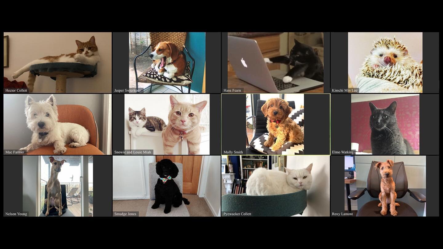 This year we are chasing 'leads' very enthusiastically
.
.
.
#petzoom #barkitects #goodboi #fussperks #officeanimals #furryfriends #workingcats #petsofinstagram #aprilfools #theprofussionals #whiskers