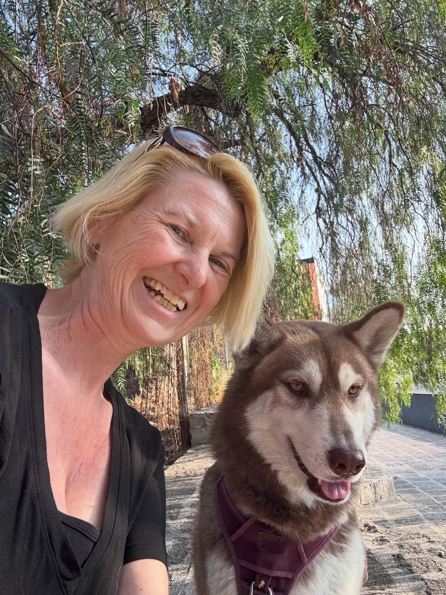 It&rsquo;s been a bit of tough week here - more on that later, but this guy (my husky Kenai), has been giving me lots of snuggles and comfort.
 
We are learning selfie - where he puts his paw and head on my shoulder. Swipe for video in process.  We h
