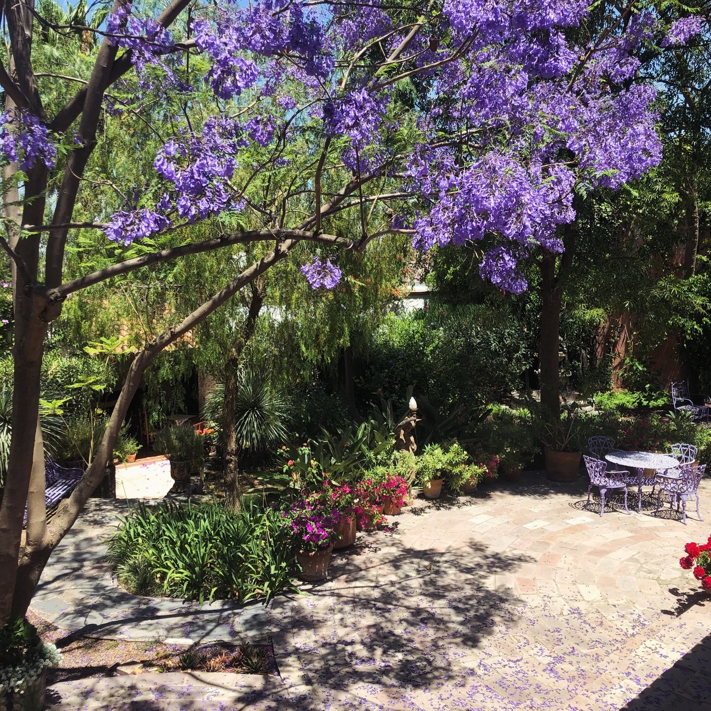 This week I&rsquo;m busy revising my second novel, but thought I&rsquo;d share some shots of a favorite time of year.

Here in San Miguel, now is when the jacarandas are in full bloom, and the garcas (herons?) are coming in to nest (see video in 3rd 
