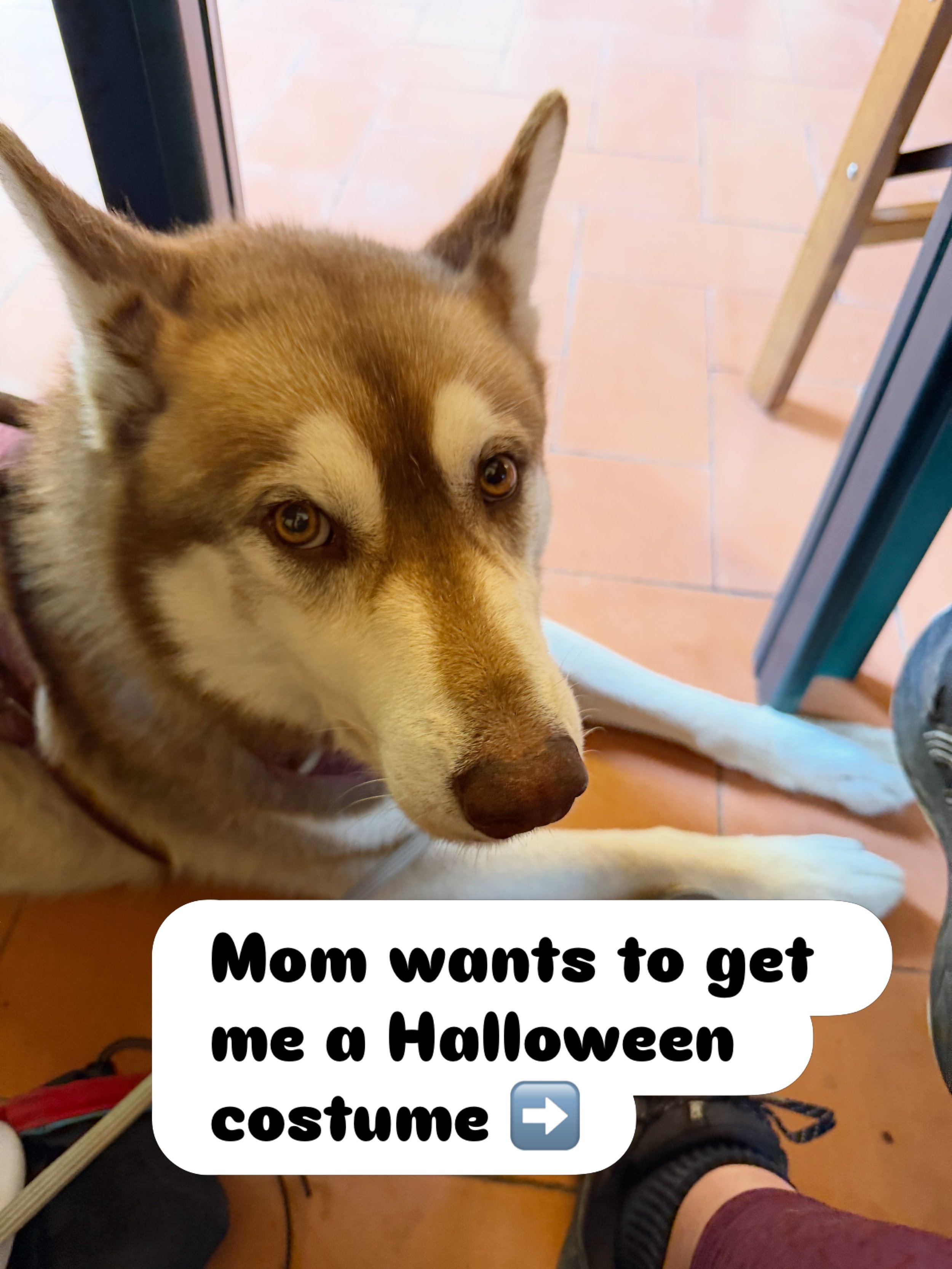 Yesterday&rsquo;s Petco adventure. We did not purchase - otherwise I&rsquo;m pretty sure Kenai was calling dog Protective Services 😂

#doghalloweencostume #huskyhalloween #huskyworld