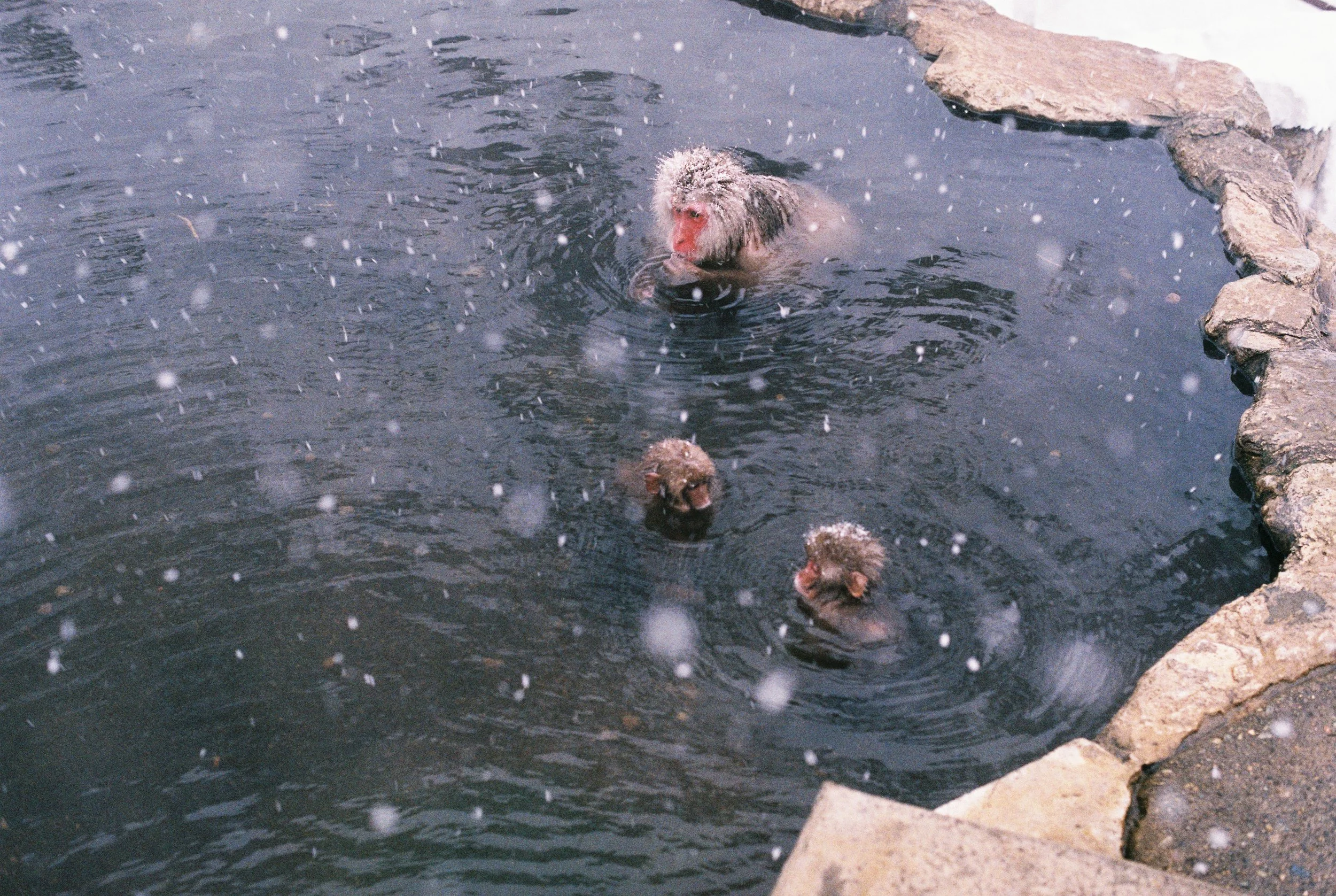 Jigokudani