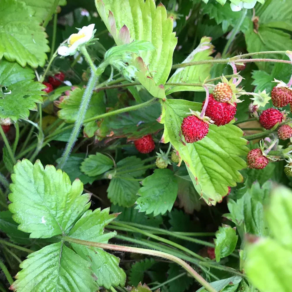 Wild strawberries