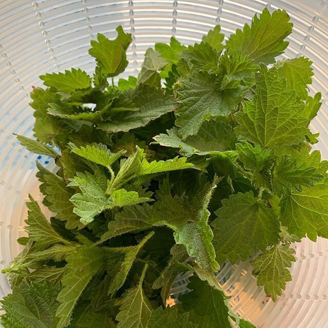 Hoorah - first nettle pesto of the year!