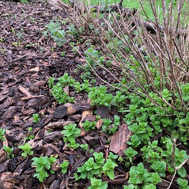 Mint may be invasive and need to be controlled in gardens, but in a forest garden, in an area defined by paths either side, it can run as nature intended #naturefindsaway #permaculture #foodforest
