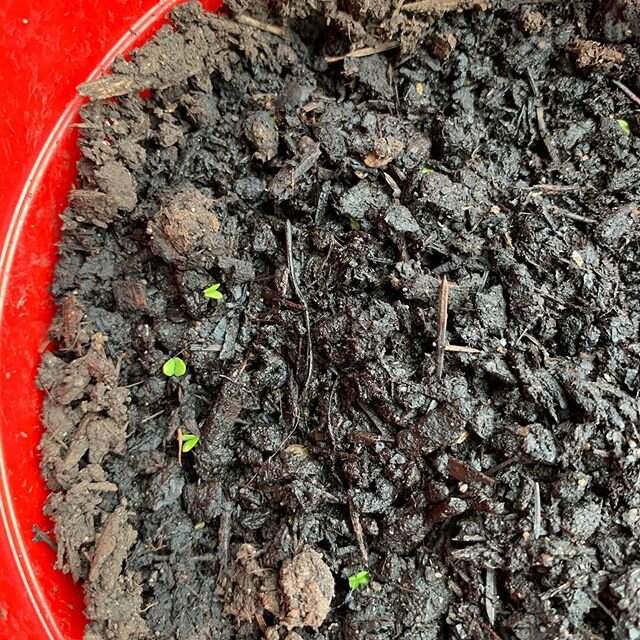 Welcome to the world some basil seedlings. They are not bothered about all that&rsquo;s going on in the world, they just know it&rsquo;s warm enough, light enough and the summer is on its ways #lifegoeson #permaculture #growyourown