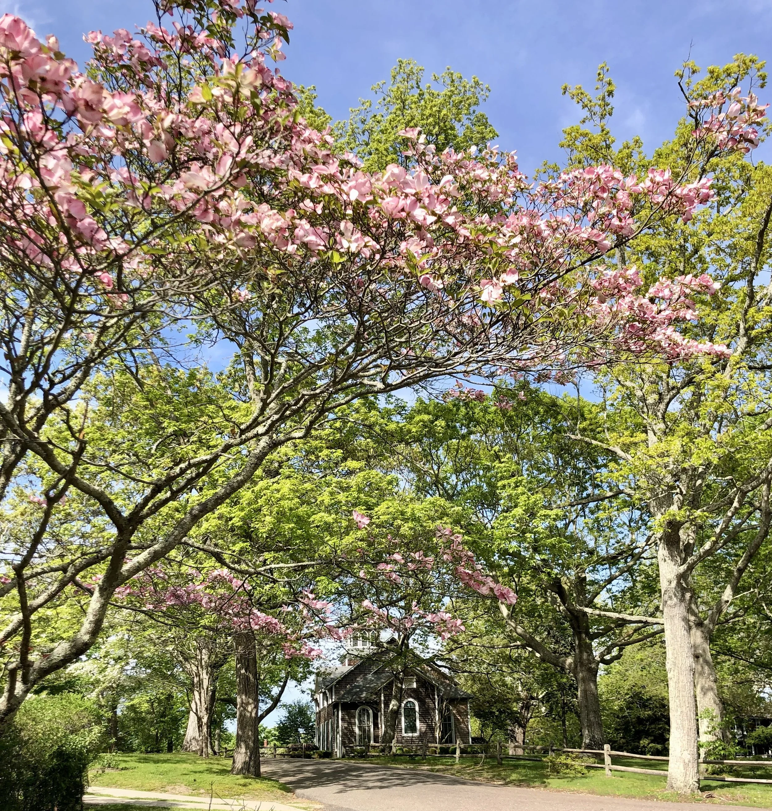 UC in spring.jpeg