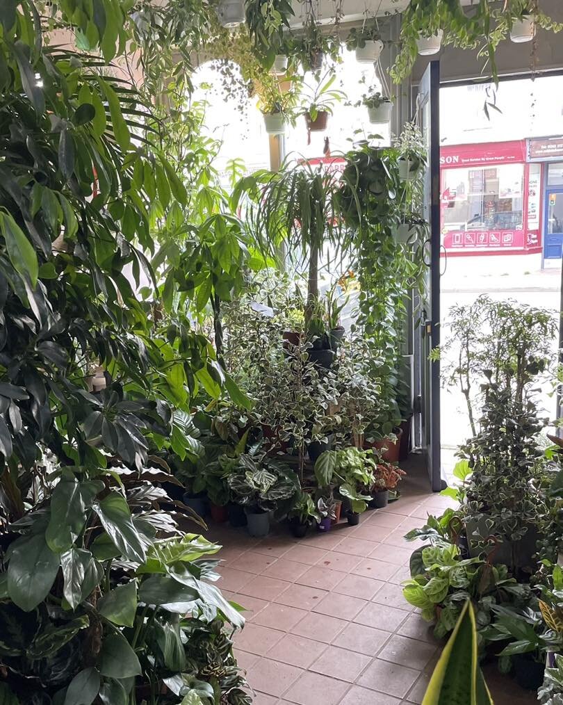 Plants, plants &amp; more plants🪴

REMINDER:
We are closed 5th - 15th of May so this is the last weekend we are open, please pop in while you can for all your planty needs!🌿

.
.
.
.
.

#cheltenham #visitcheltenham #plantshop #thearoidattic #aroids
