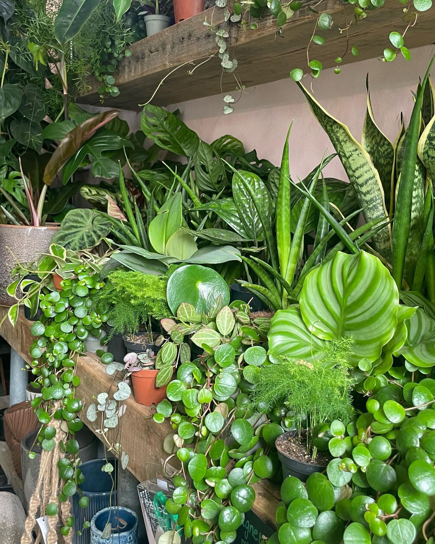 As you&rsquo;re probably all aware now, we are closed from the 5th to the 15th of May so you only have a couple of days left to come in and do some plant shopping!🌿

As the shop is still bursting at the seams we have decided to treat you all to 15% 