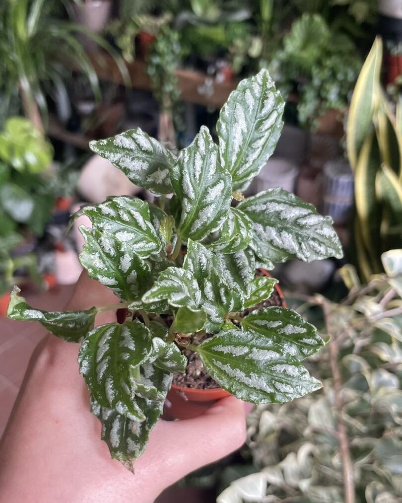 Pilea Cadierei🌿

Native to China and Vietnam, it gets its common name &lsquo;Aluminium plant&rsquo; from the silver splashes on its leaves.

To care for this plant place it in a bright spot but with no direct sun as this can cause crisping on the le