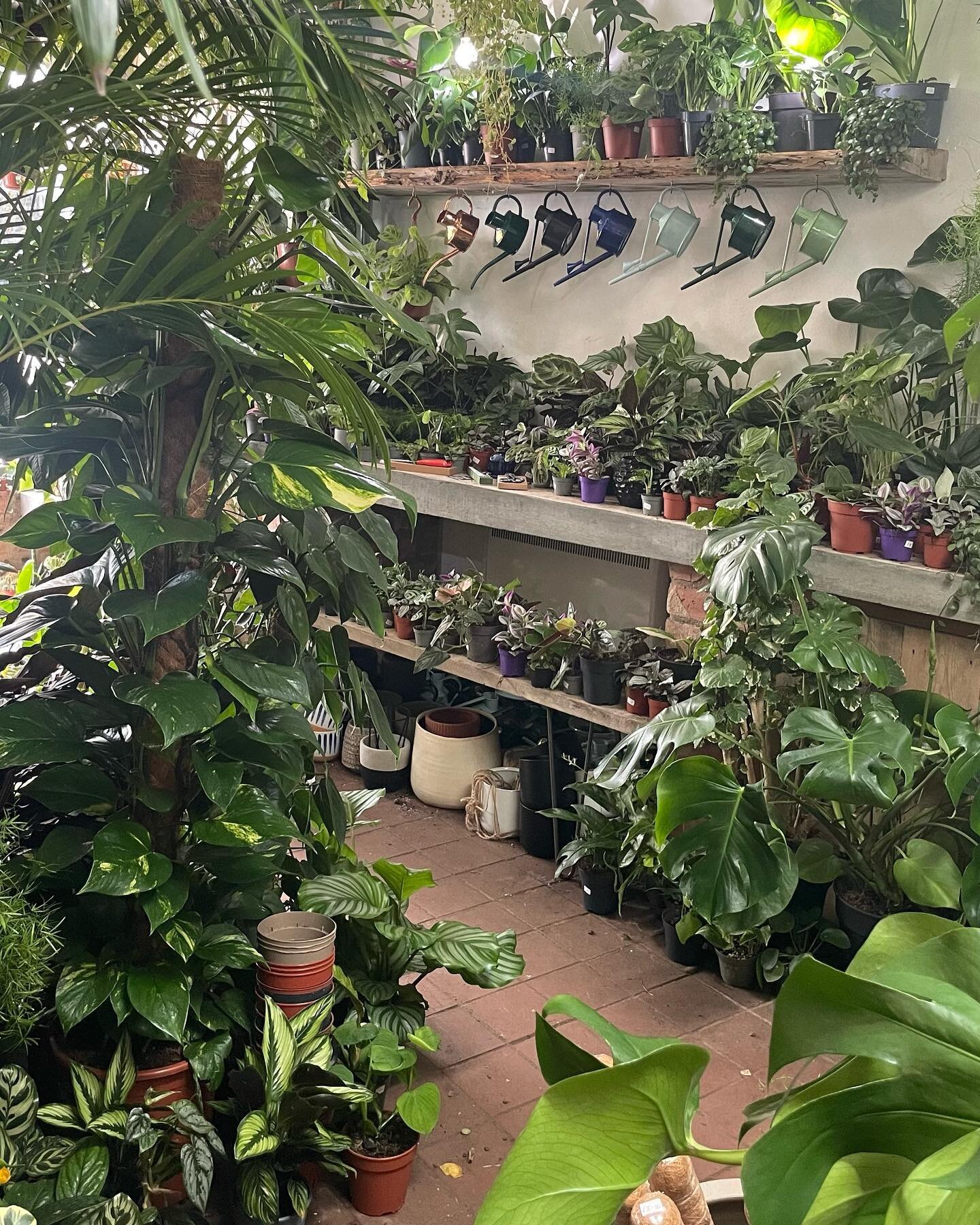 It&rsquo;s been lovely to be back in the shop again after our short break, especially with the nice weather!☀️

If you&rsquo;ve missed us over the last week we are open 10-4pm all weekend for you to get your planty fix🌿
.
.
.
.
.
#plants #houseplant