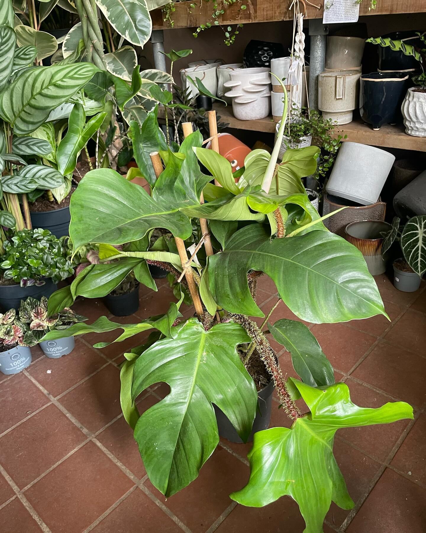 Happy #philodendronfriday 🪴 

How do we feel about the hairy stems on these Philodendron squamiferum?🌿 did you know the trichomes (hairs) provide a barrier against pests and help reduce water loss from transpiration!💧 
.
.
.
.
.
#houseplants #plan