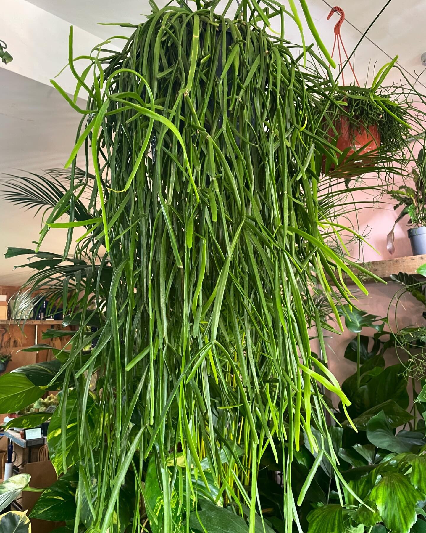 We&rsquo;ve got a few extra large hanging succulents in store at the moment and this ginormous Rhipsalis trigona is definitely our fave 😍 

#rhipsalis #rhipsalistrigona #succulent #mistletoecactus #cactus #houseplants #welovehouseplants #welovesuccu