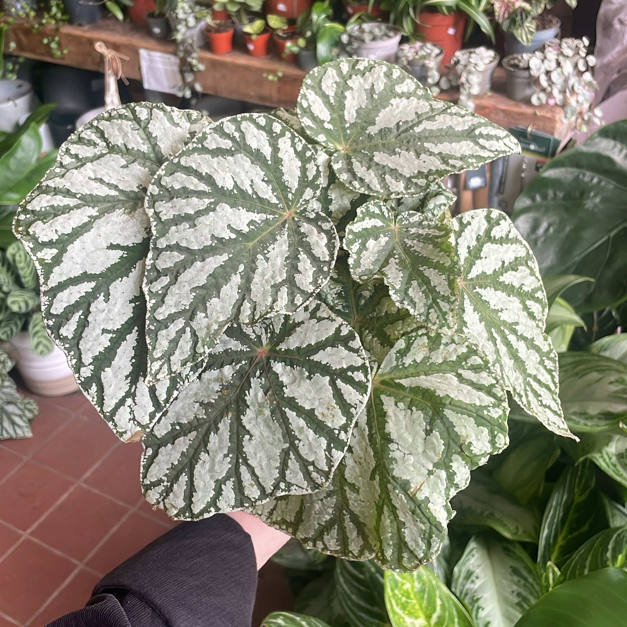 Beautiful leaves on this Begonia &lsquo;Tap Dance&rsquo;😍

For best growth place them somewhere with bright indirect light☀️ top tip for Begonia Rex - avoid misting and watering from the top as they don&rsquo;t like water sitting on their leaves💧
.