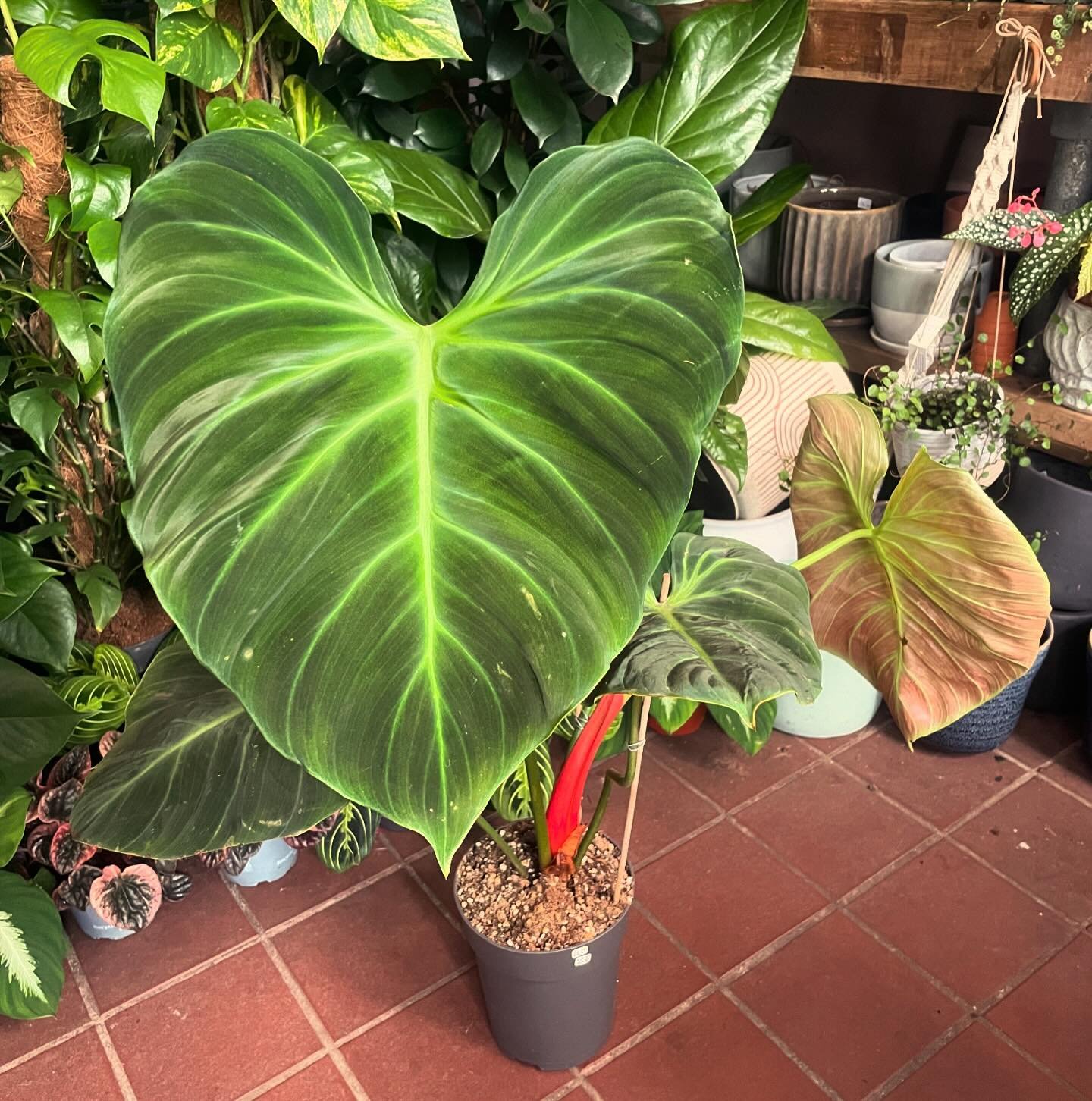 Some favourites from our latest delivery🪴
.
.
.
.
.
#houseplants #plants #indoorplants #rareplants #philodendron #plantshop #aroids #thearoidattic #plantsplantsplants #houseplantclub #cheltenham #visitcheltenham #cheltenhamlife #smallbusinessuk