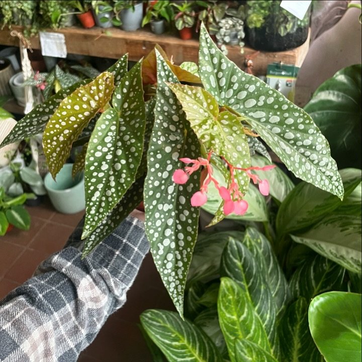 These Begonia &lsquo;Double Dot&rsquo; have hit the shop and we are in love😍🌿

These guys are super easy care and will flower throughout the growing season! 🌸
.
.
.
.
.
#begonia #houseplants #indoorplants #plants #plantsplantsplants #houseplantclu