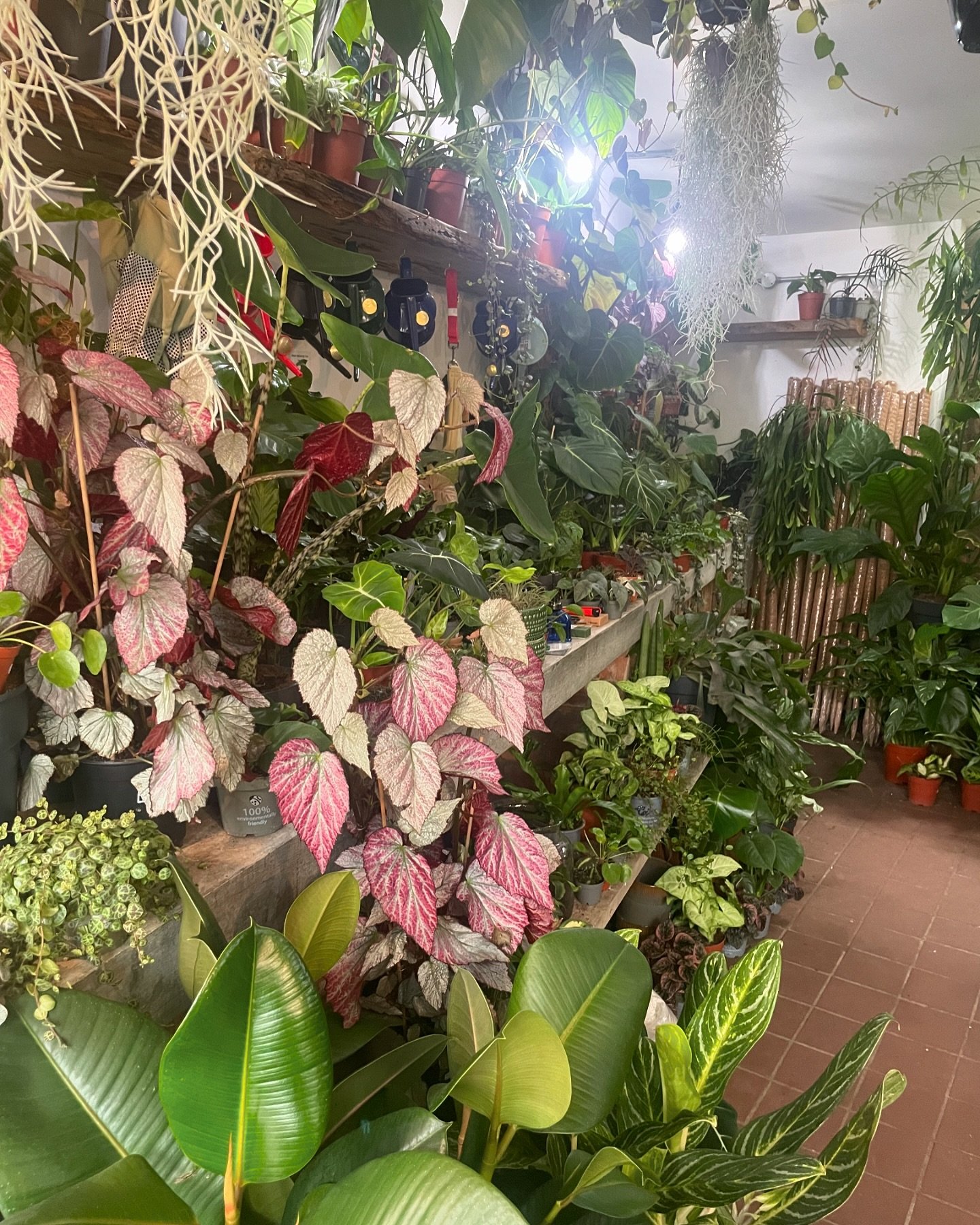 Happy Thursday from the jungle🌿 

The shop is full to bursting and we have even move new plants on the way ready for @greenrooms_market @malvernshows Festival of houseplants next week!🪴

We will be closed Wednesday 8th and Thursday 9th but we will 