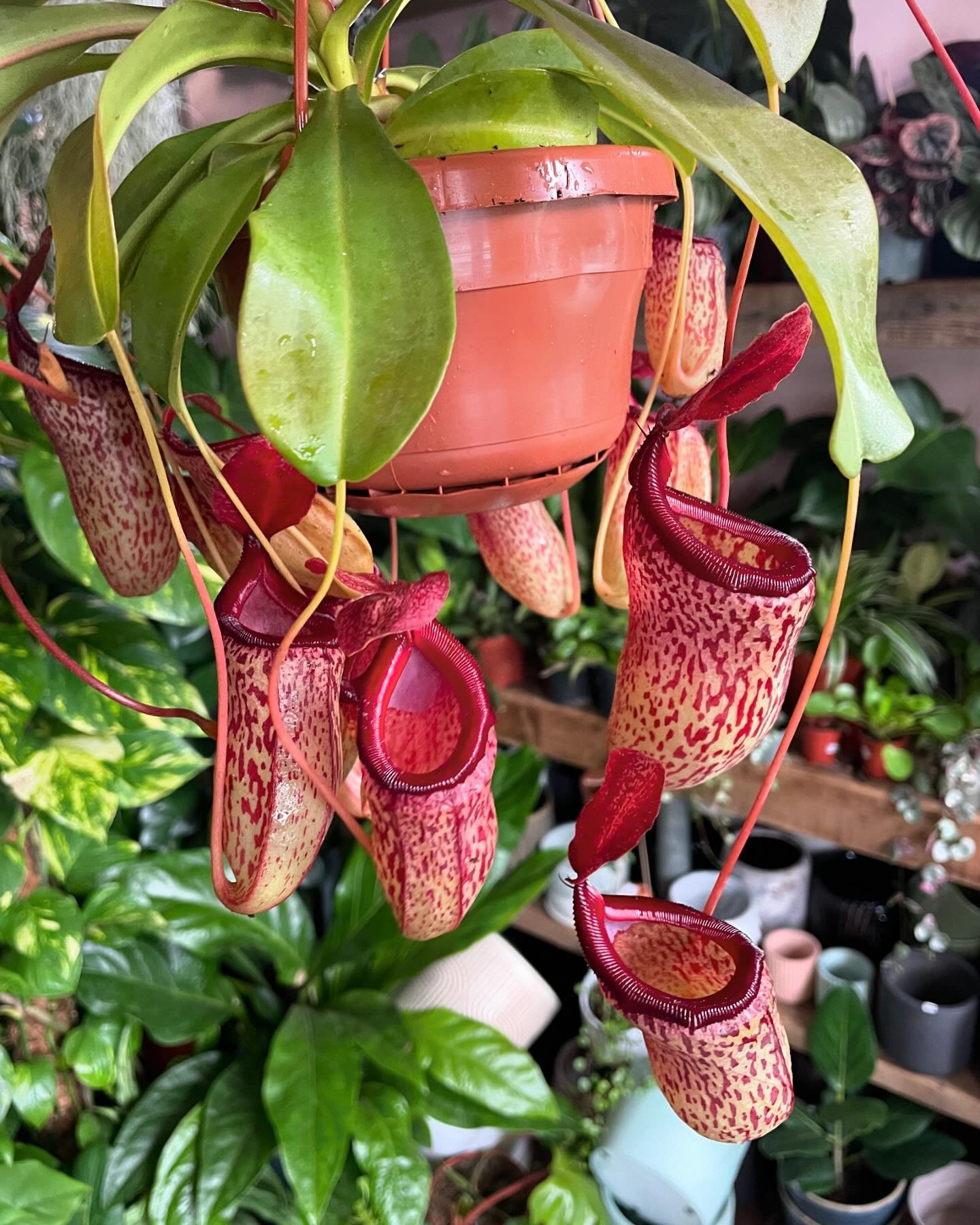 Nepenthes &lsquo;Sam&rsquo; 🪰🌿

These gorgeous pitchers are brand new in our main store, we can&rsquo;t get over the colour pattern on them 😍 

Place in a bright spot (can cope with an hour of direct sun in the morning) and allow the top layer to 
