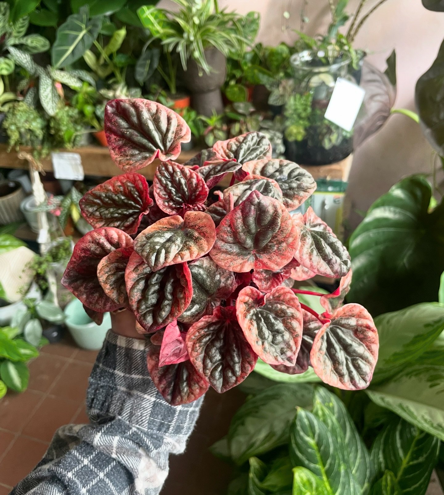 Happy bank holiday weekend! 🪴 

How stunning are the colours on these Peperomia caperata &lsquo;Abricos&rsquo;😍
.
.
.
.
.
#plants #houseplants #indoorplants #indoorjungle #urbanjungle #peperomia #peperomiacaperata #plantshop #plantlover #houseplant