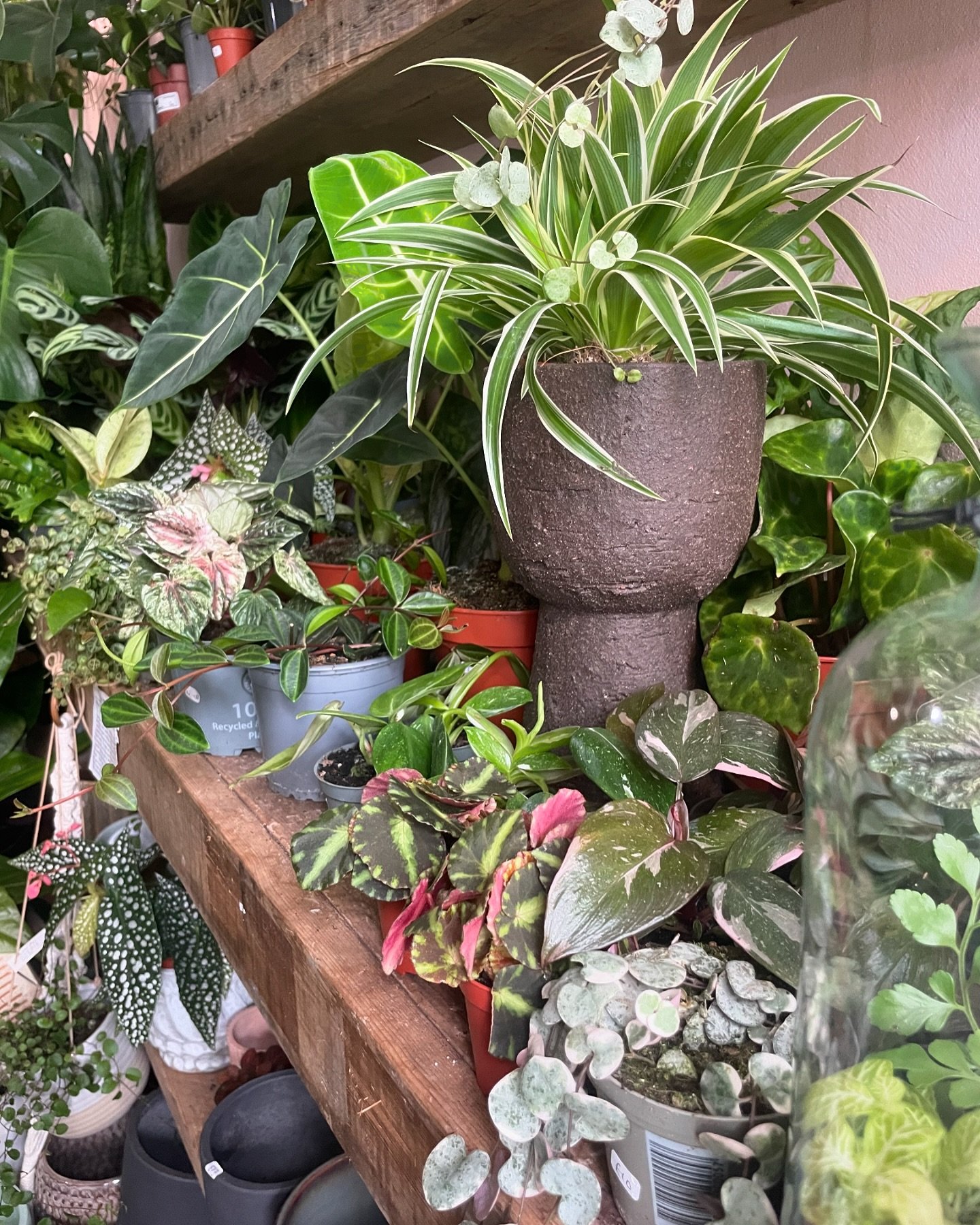 Shelves always look better when they&rsquo;re full of plants🌿

Ps - we will be closed Wednesday and Thursday next week while we&rsquo;re at our first ever &lsquo;Festival of Houseplants&rsquo; at the RHS Malvern Spring Festival! 

Don&rsquo;t worry 