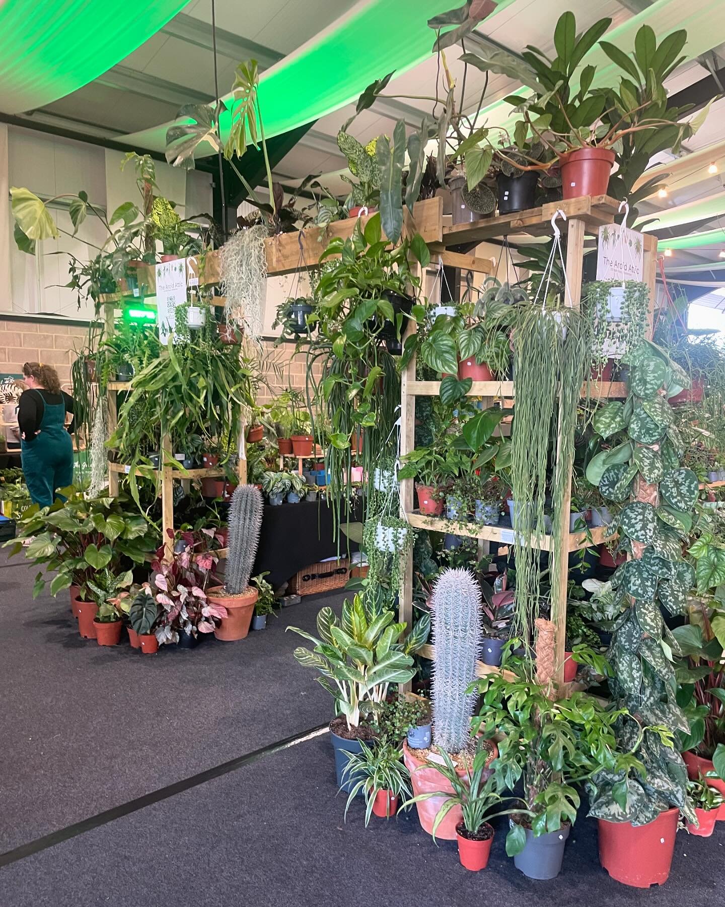 Ready for day two of the Festival of Houseplants @greenrooms_market @rhsmalvern 🌿
.
.
.
.
.
#houseplants #plants #indoorplants #rhsmalvern #plantshop #rareplants #aroids #plantsplantsplants #plantsofinstagram #thearoidattic #indoorjungle #urbanjungl