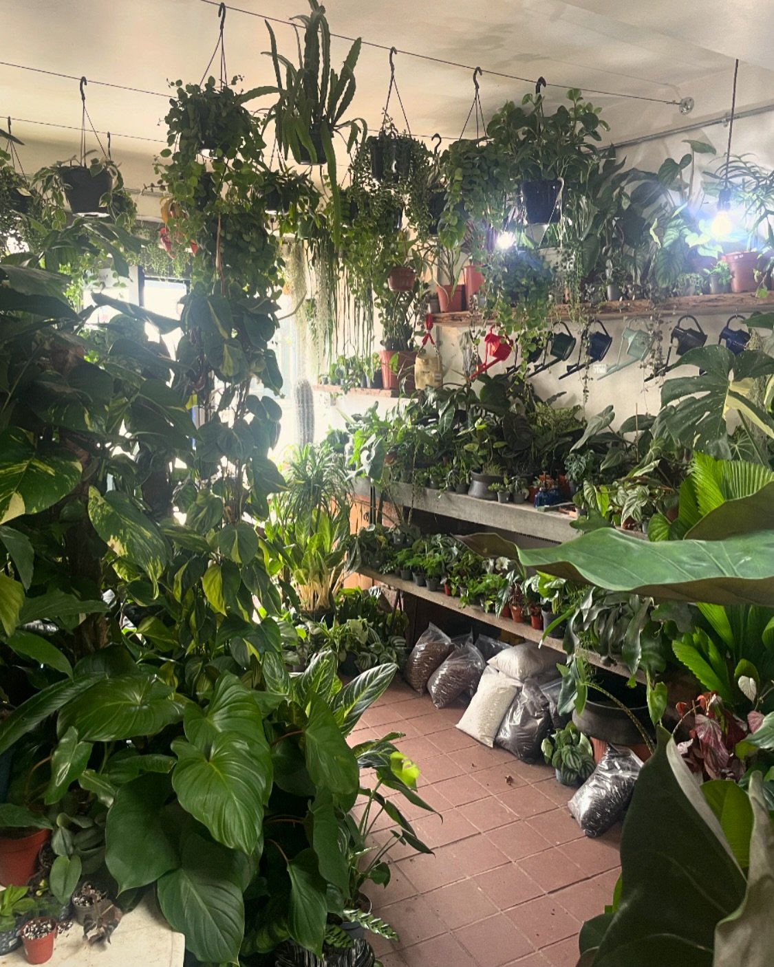 The shop is back at full capacity after last week at @rhsmalvern 🌿 

We are back open all weekend for you to treat yourself to a new plant or two🪴
.
.
.
.
.
#houseplants #plants #indoorplants #plantsplantsplants #plantsofinstagram #houseplantclub #