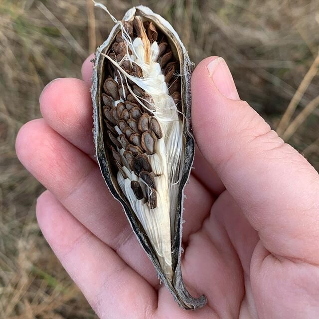 Searching the farm today for these guys (common milkweed seed pods) so we can plant them all around the farm. We&rsquo;re a little late...Mother Nature has already finished her fall planting but we did manage to find two seed pods! Planted these seed
