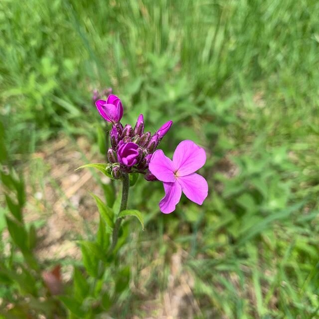 A few pics of some pretty little flowers in bloom on the farm. Was even able to capture honeybees working the honeysuckle and autumn olive. 🐝🌻🌼🌸🌺 #dryrunfarm #dryrunapiary #dryrunhoneycompany #marylandfarms #mdfarms #maryland #farmsofwolfsville 