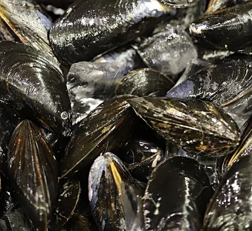Mussels