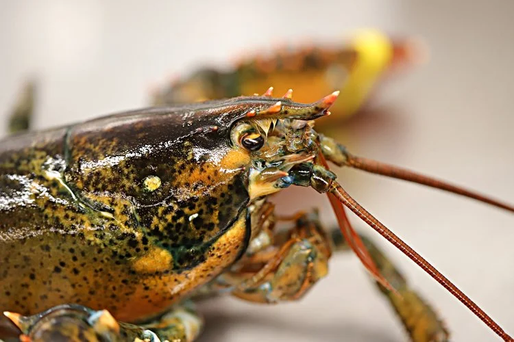 Whole Live Lobsters