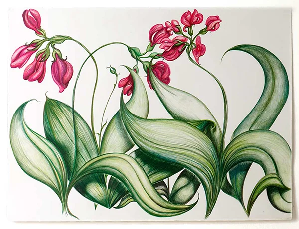 Lady Slipper , colored pencil on BFK Reeves, 26” x 30”