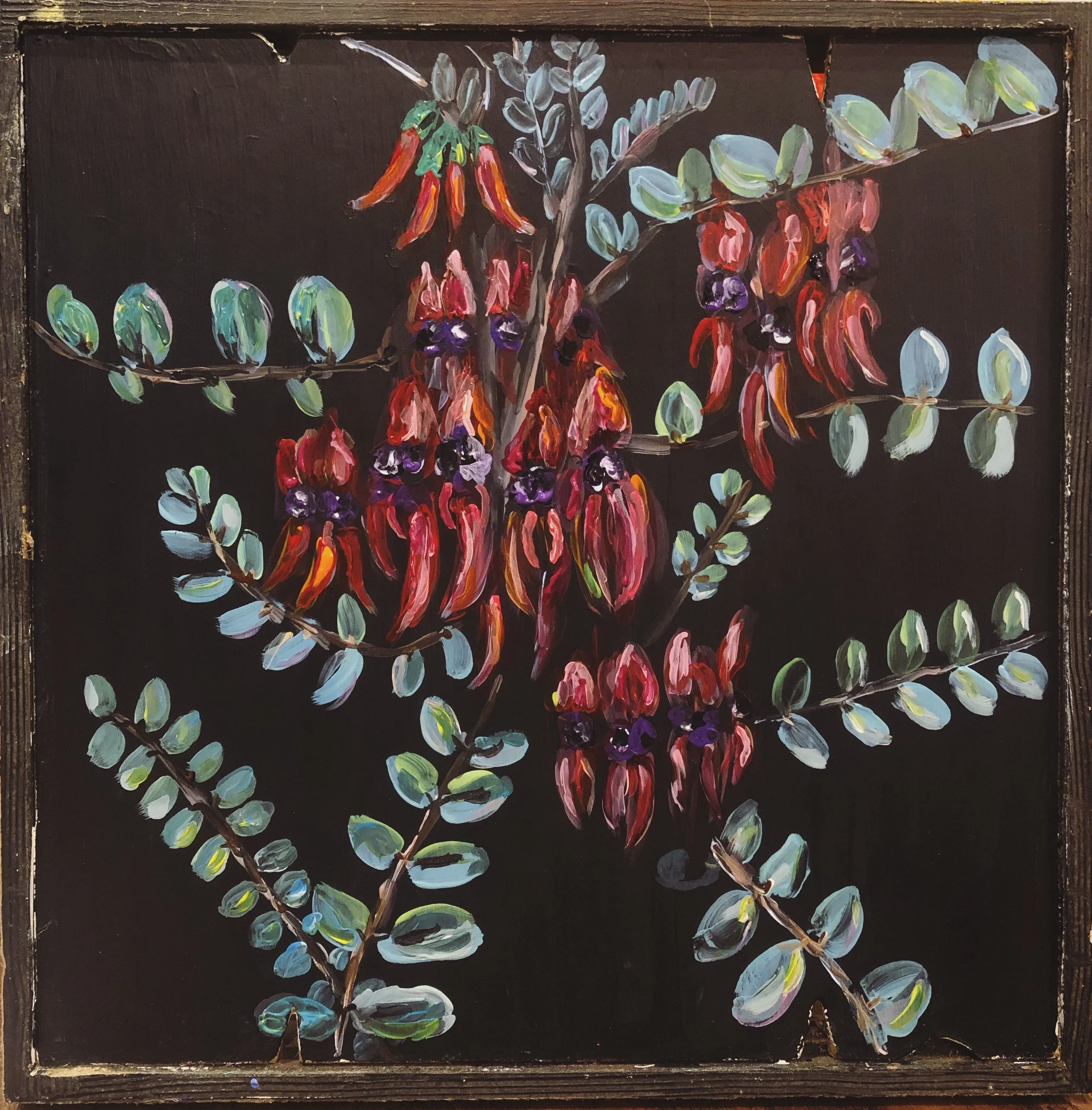 Desert pea.jpg