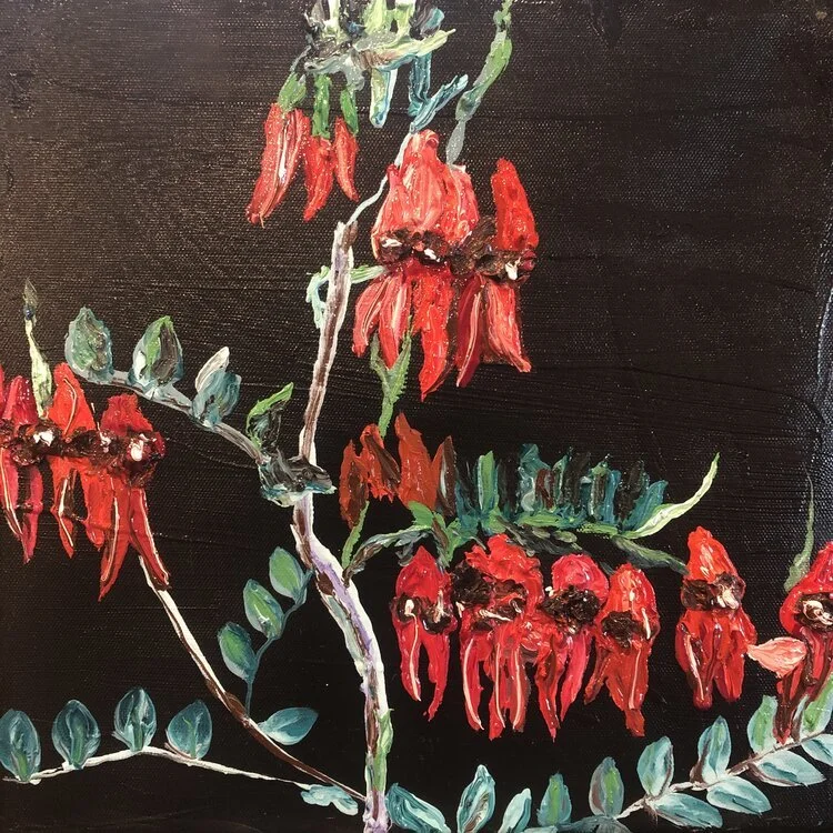 Desert+pea+2.jpg