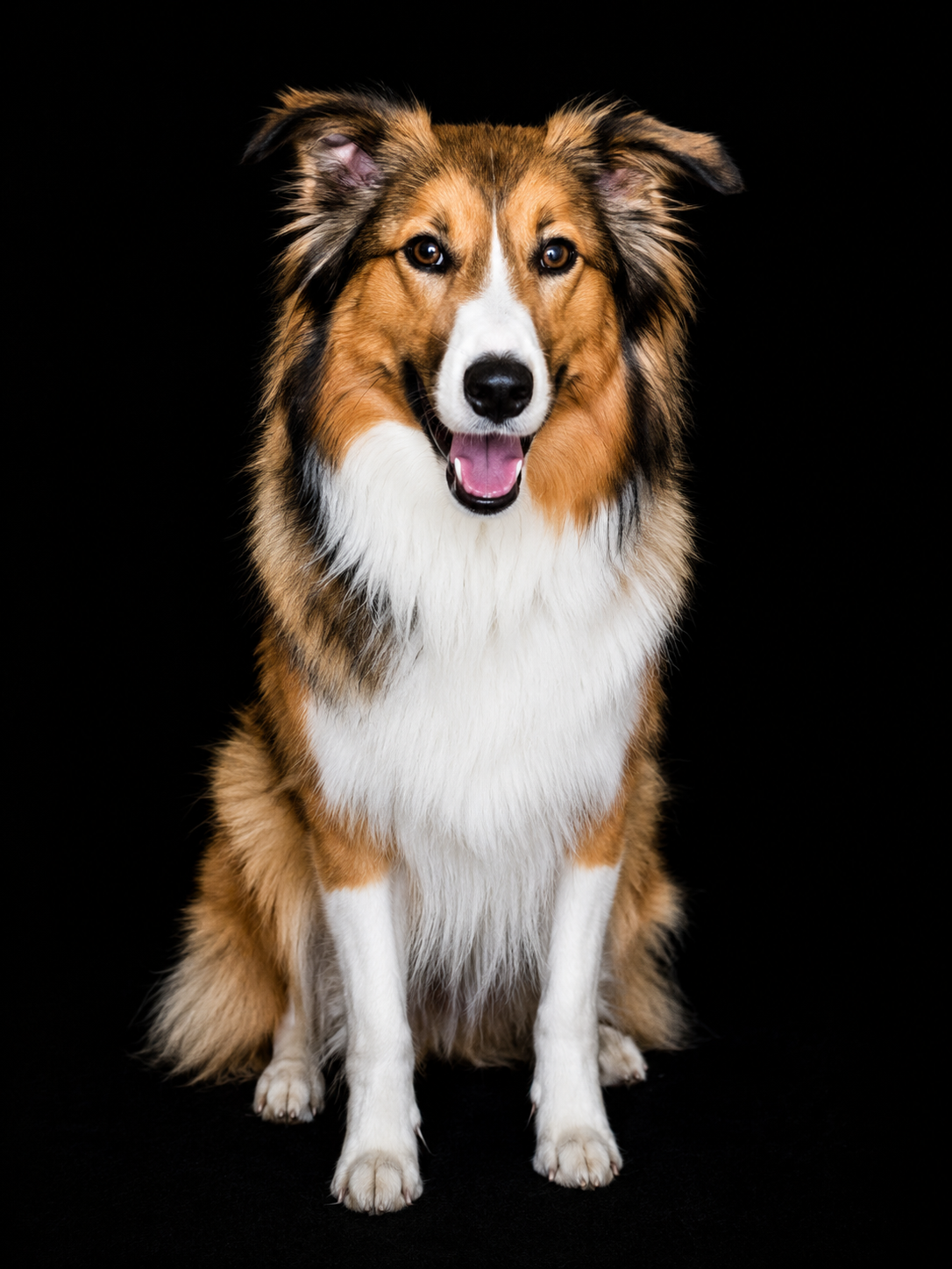 dog cat grooming salon etobicoke mississauga