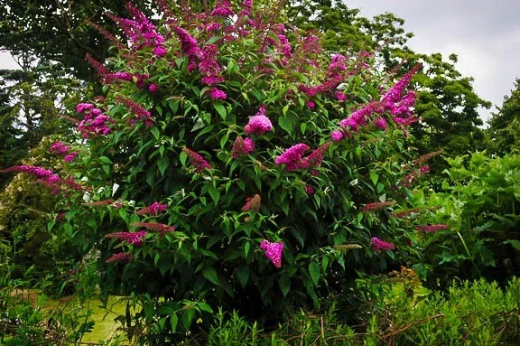 Image of Buddleja davidii 'Royal Red' flower