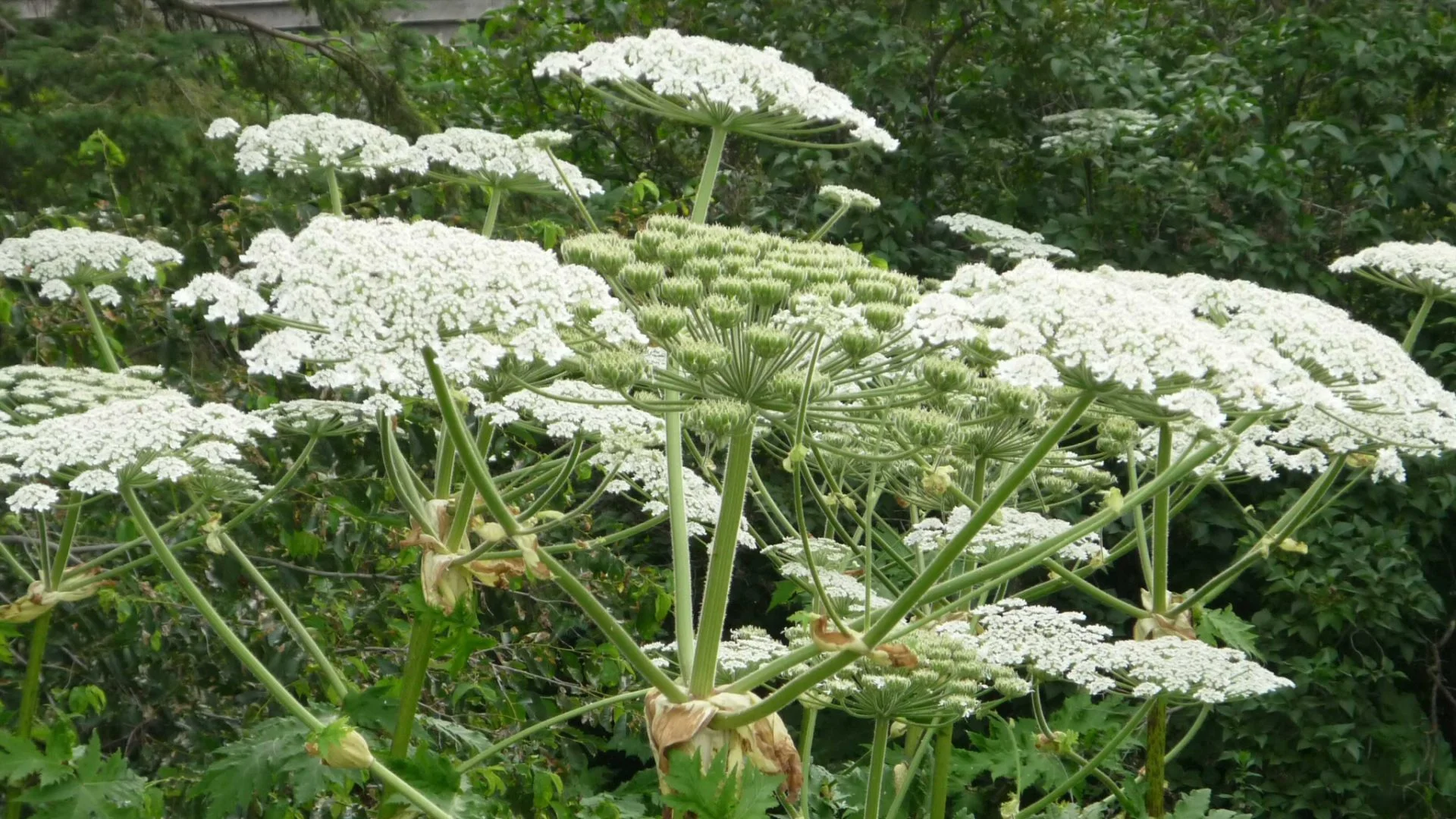 species_giant_hogweed.jpg