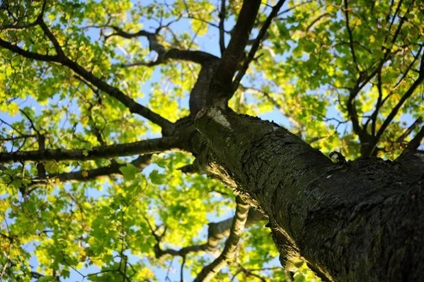 Tips For Tree Care.jpg