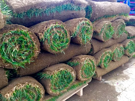 Sod-web.jpg