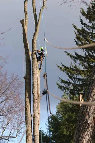 TedCollins_TreeCareAndServices02332x500.jpg