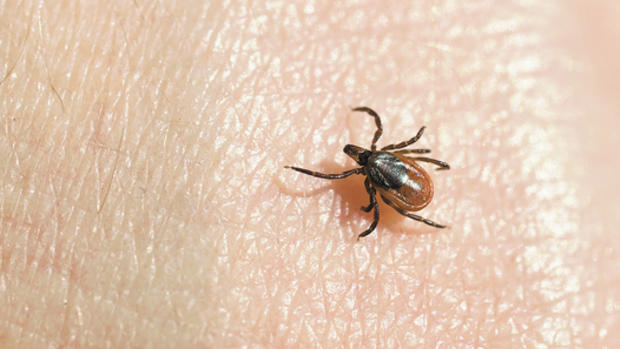 0416 Lyme.jpg