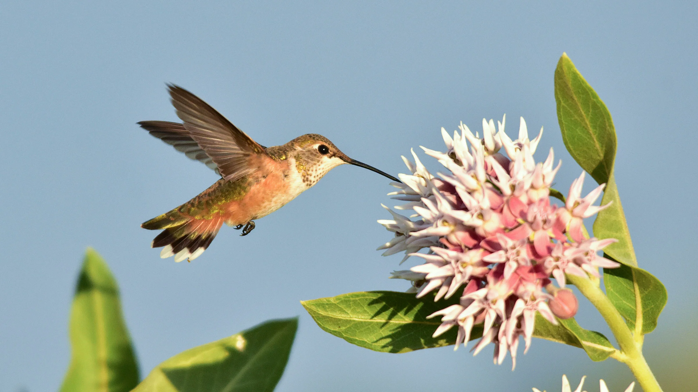 rufous-hummingbird-at-showy-milkweed_tom-koerner_usfws.jpg