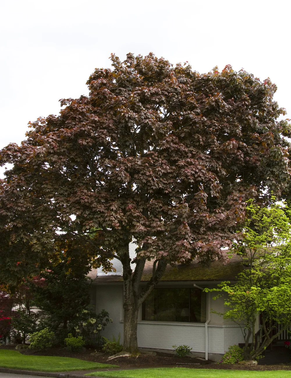Acer Platanoides Crimson King Norway Maple Ted Collins Tree Landscape