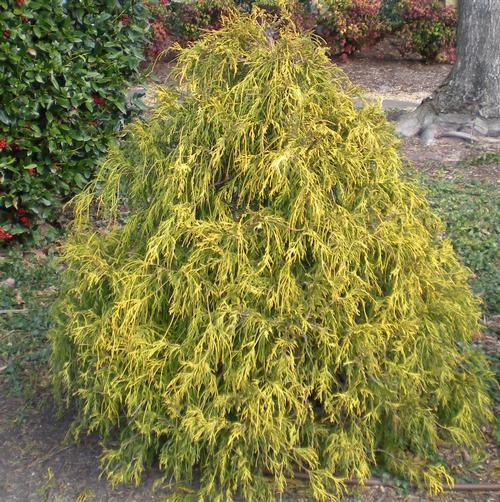 base color Sanction Chamaecyparis pisifera 'Filifera Nana Aurea' (Gold Mop Japanese False  Cypress) — Ted Collins Tree & Landscape