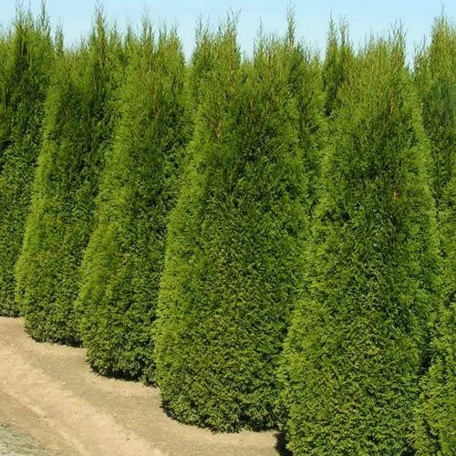 Thuja-occidentalis-Smaragd-01_800x.jpg